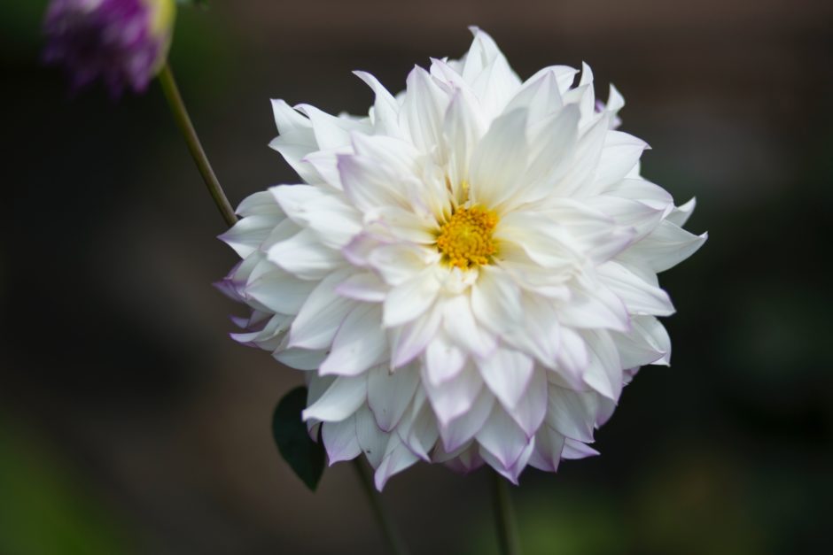 Queen Of The Night Flower